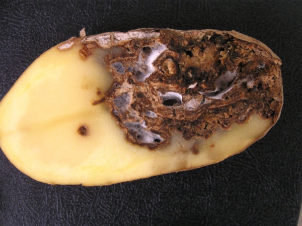 fusariov&aacute; hniloba brambor - průřez hl&iacute;zou (foto Jaroslav Rod)