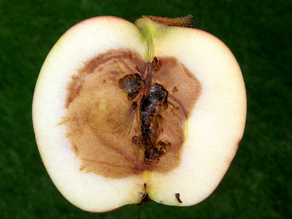 fusariov&aacute; hniloba jablek - průřez plodem (foto Jaroslav Rod)