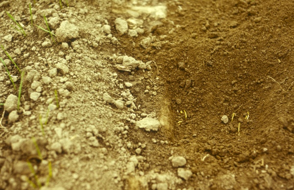 &Scaron;patn&eacute; vzch&aacute;zen&iacute; napaden&yacute;ch rostlin fuzariosami (foto&copy;Josef Pozděna)
