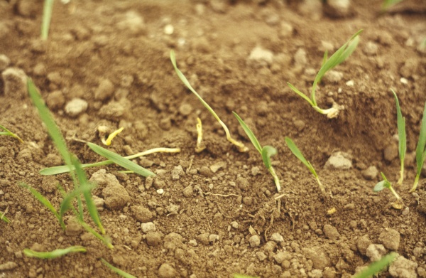 Napaden&eacute; rostliny v&nbsp;porovn&aacute;n&iacute; se zdrav&yacute;mi rostlinami (foto&copy;Josef Pozděna)