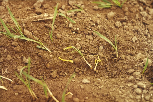 V&yacute;vrtkovitě zkroucen&eacute; napaden&eacute; rostliny (foto&copy;Josef Pozděna)