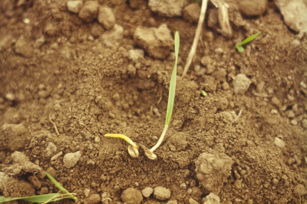 Rozd&iacute;ly v&nbsp;růstu napaden&yacute;ch a&nbsp;nenapaden&yacute;ch rostlin (foto&copy;Josef Pozděna)