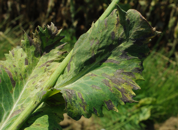 Prvn&iacute; př&iacute;znaky choroby na listech (foto&copy;Josef Pozděna)