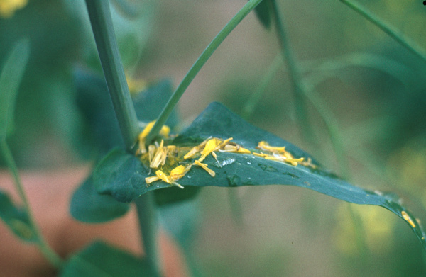 Infikovan&eacute; okvětn&iacute; l&iacute;stky jsou zdrojem infekce hl&iacute;zenkou (foto&copy;Josef Pozděna)