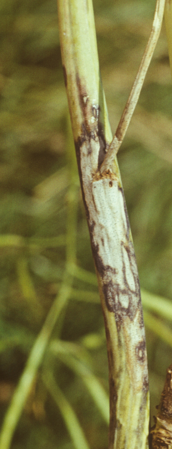 Bělav&eacute; skvrny na napaden&eacute;m stonku (foto&copy;Josef Pozděna)