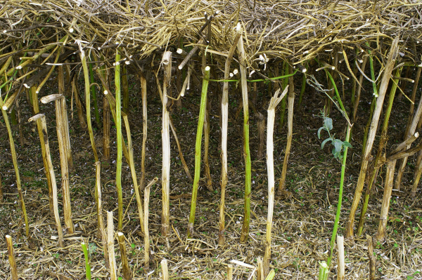 B&iacute;l&eacute;, chorobou napaden&eacute; stonky (foto&copy;Josef Pozděna)