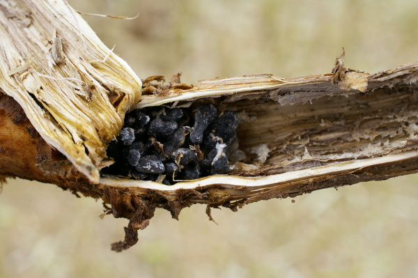 Sklerocia v&nbsp;napaden&eacute;m stonku (foto&copy;Josef Pozděna)