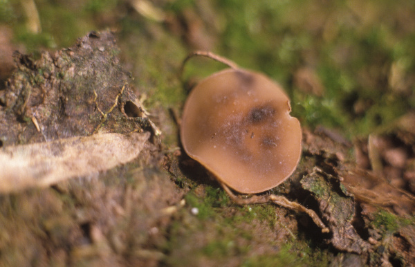 Ze skleroci&iacute; v&nbsp;půdě vyrůstaj&iacute; apothecia, z&nbsp;nich se uvolňuj&iacute; askospory (foto&copy;Josef Pozděna)