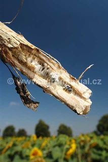 Sclerocia hl&iacute;zenky ve stonku slunečnice