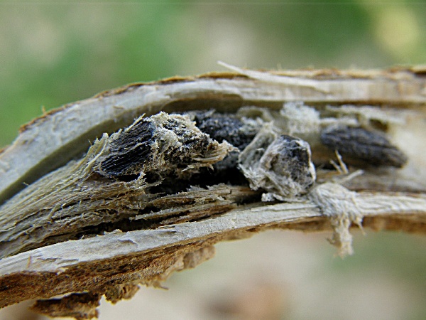 hl&iacute;zenka obecn&aacute; - sklerocia uvnitř stonku (foto Jaroslav Rod)