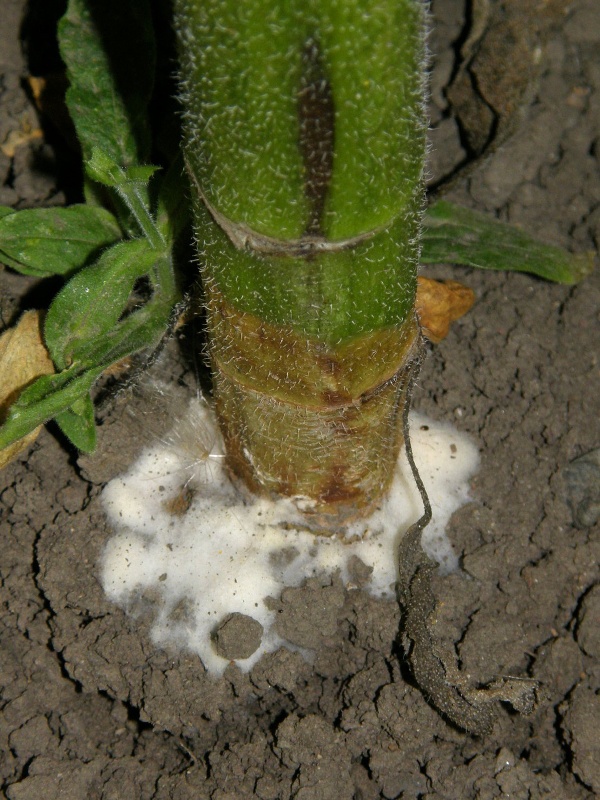 hl&iacute;zenka obecn&aacute; - slunečnice - mycelium okolo paty stonku (foto Jaroslav Rod)