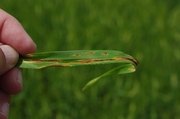 Napaden&yacute; list (foto&copy;Josef Pozděna)