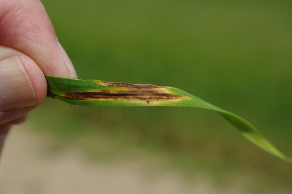 Vznik skvrn postupuje od spodu rostliny (foto&copy;Josef Pozděna)