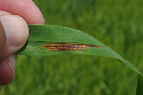 Skvrny maj&iacute; s&iacute;ťovitou strukturu (foto&copy;Josef Pozděna)