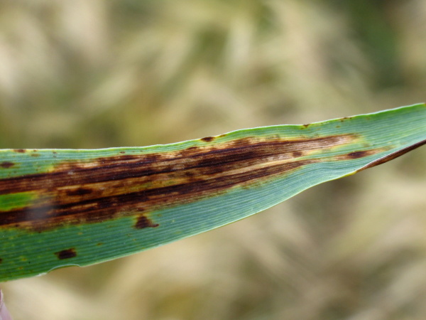 Při siln&eacute;m napaden&iacute; může doch&aacute;zet až k&nbsp;destrukci listů (foto&copy;Josef Pozděna)