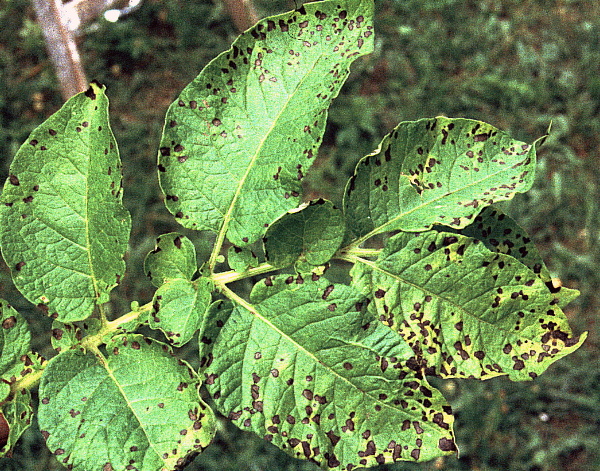 hněd&aacute; skvrnitost listů bramboru (foto Jaroslav Rod)