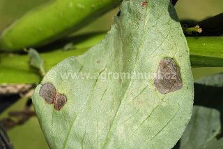 Projev hněd&eacute; skvrnitosti bobu na listu bobu obecn&eacute;ho