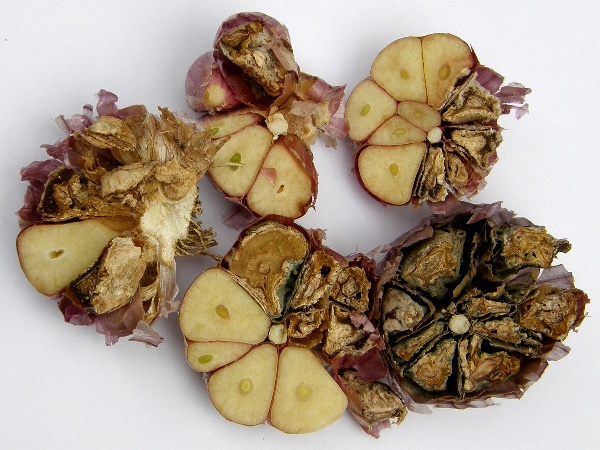 houbov&eacute; choroby česneku - průřez napaden&yacute;mi cibulemi (foto Jaroslav Rod)