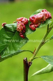 Projev choroby na listu