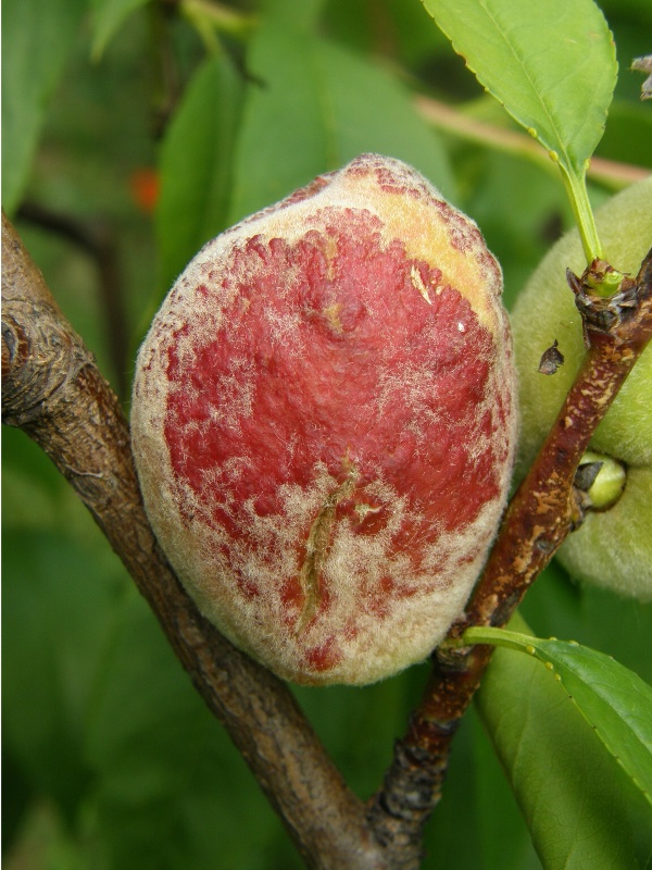 kadeřavost broskvoně - př&iacute;znaky na plodu (foto Jaroslav Rod)