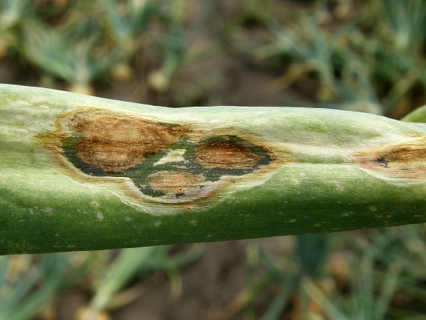 kladosporiov&aacute; skvrnitost listů cibule (foto Jaroslav Rod)