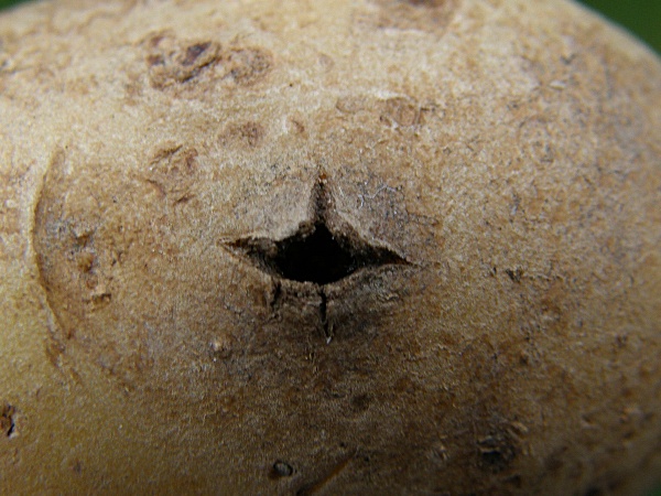 kořenomorka bramborov&aacute; - pi&scaron;tel (foto Jaroslav Rod).jpg