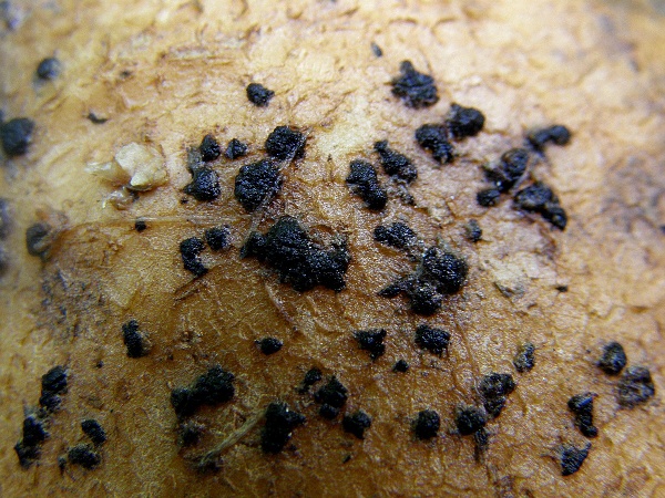 kořenomorka bramborov&aacute; - sklerocia (foto Jaroslav Rod)