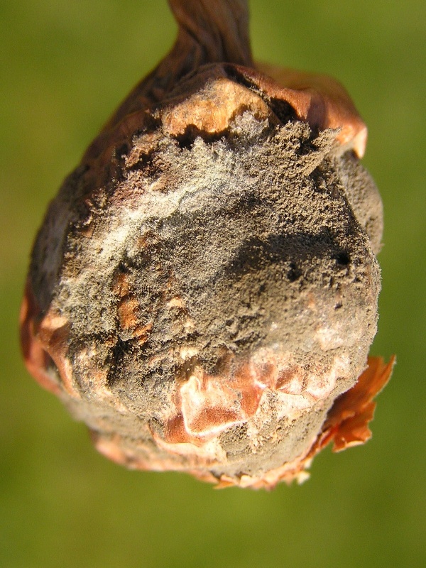 krčkov&aacute; hniloba cibule - mumie (foto Jaroslav Rod)