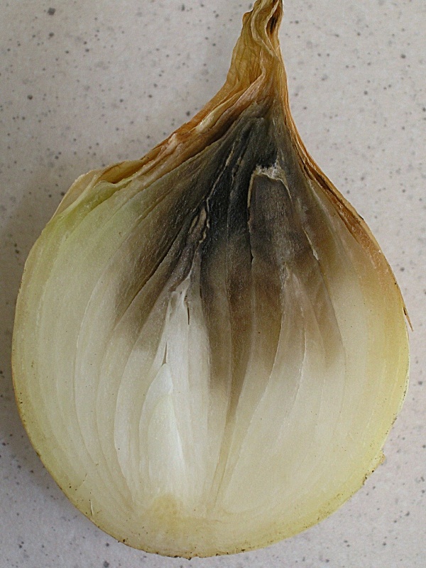 krčkov&aacute; hniloba cibule - průřez cibul&iacute; (foto Jaroslav Rod)