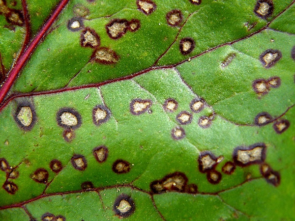 listov&aacute; skvrnitost (vřetevnatka řepn&aacute;) (foto Jaroslav Rod)