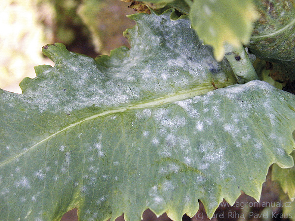 Relativně časn&eacute; napaden&iacute; listů padl&iacute;m maku může způsobit sn&iacute;žen&iacute; v&yacute;&scaron;e i&nbsp;kvality sklizně (foto Karel Ř&iacute;ha, Pavel Kraus)