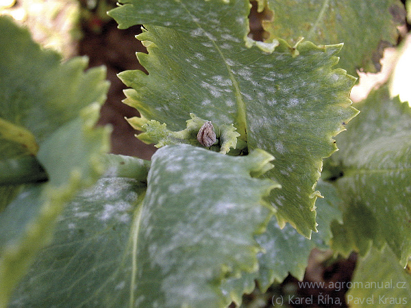 Časn&eacute; napadeni v&nbsp;obdob&iacute; butonizace může deformovat nebo zcela zničit i&nbsp;makovice (foto Karel Ř&iacute;ha, Pavel Kraus)