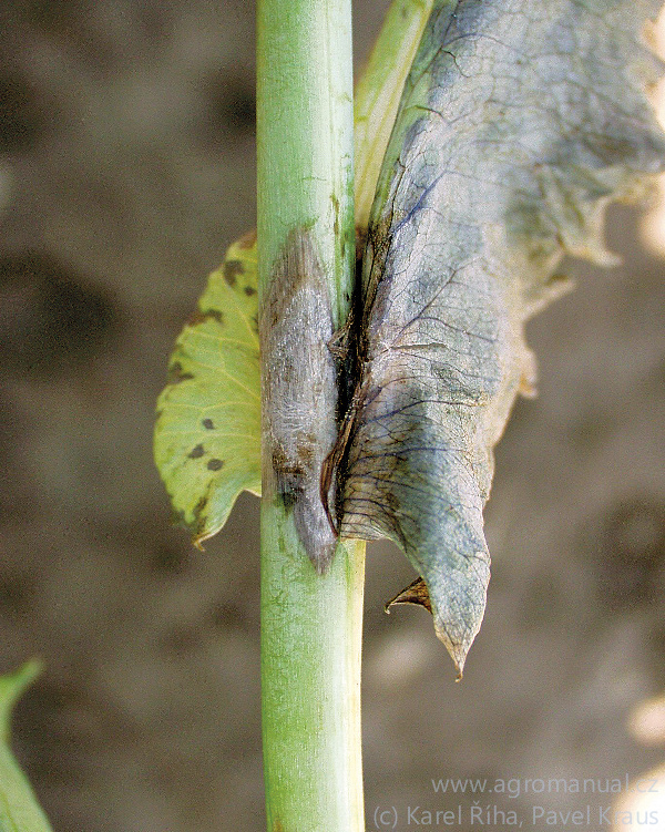 F&aacute;ze ztmavl&eacute; mokvav&eacute; skvrny na stonku (foto Karel Ř&iacute;ha, Pavel Kraus)