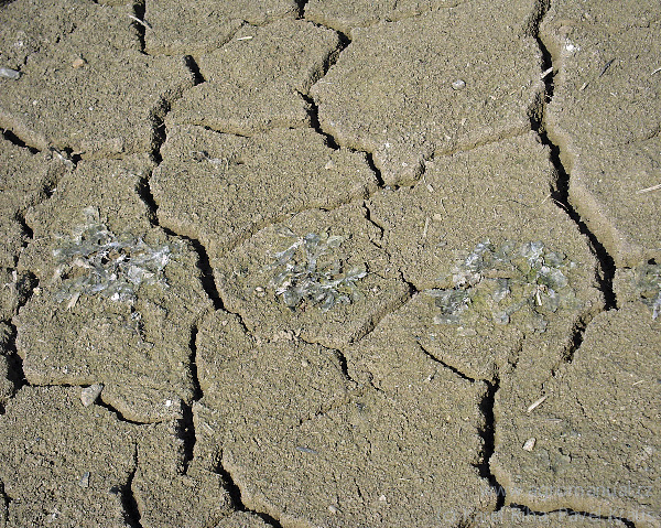 Fyziologick&aacute; spala maku - i&nbsp;dobře vze&scaron;l&eacute; rostliny podlehnou masivn&iacute;mu půdn&iacute;mu &scaron;kraloupu (zejm&eacute;na ve spojeni s&nbsp;n&aacute;sledn&yacute;m suchem) (foto Karel Ř&iacute;ha, Pavel Kraus)