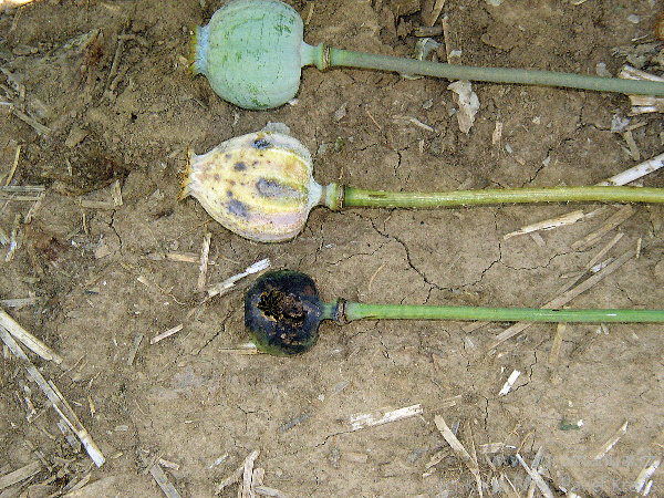 Helmintosporium na tobolk&aacute;ch - různ&yacute; stupeň napadeni (foto Karel Ř&iacute;ha, Pavel Kraus)