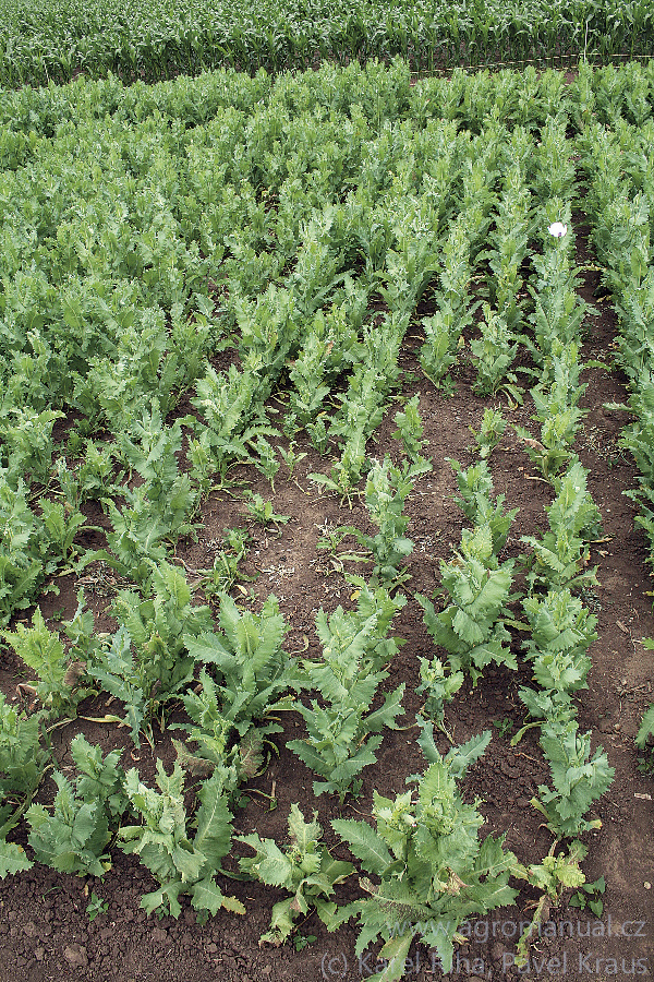 Helmintosporium papaveris působ&iacute; tzv. sp&aacute;lu maku a&nbsp;společně s&nbsp;krytonoscem kořenov&yacute;m a&nbsp;sl&eacute;v&aacute;n&iacute;m půdy působ&iacute; značn&eacute; &scaron;kody zředěni porostu pod optim&aacute;ln&iacute; &uacute;roveň hustoty rostlin (foto Karel Ř&iacute;ha, Pavel Kraus)