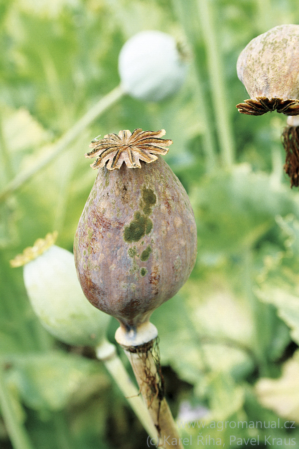 Ve vlhk&eacute;m obdob&iacute; se na tobolk&aacute;ch vytv&aacute;ř&iacute; v&yacute;razn&yacute; povlak mycelia, v&nbsp;such&eacute;m obdob&iacute; jsou př&iacute;znaky nev&yacute;razně (foto Karel Ř&iacute;ha, Pavel Kraus)