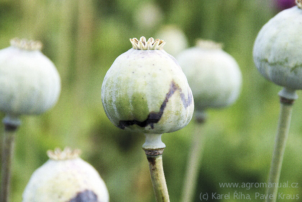 Na napaden&yacute;ch makovic&iacute;ch se někdy vytv&aacute;řej&iacute; nepravideln&eacute; kresby