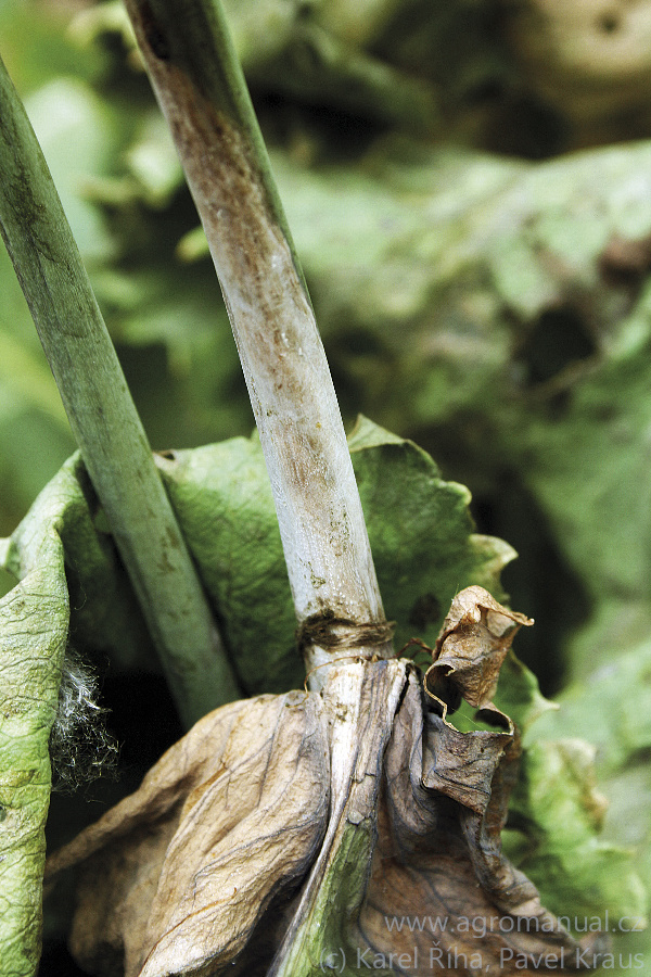Odum&iacute;ran&iacute; a&nbsp;běl&aacute;ni pletiv stonku (foto Karel Ř&iacute;ha, Pavel Kraus)