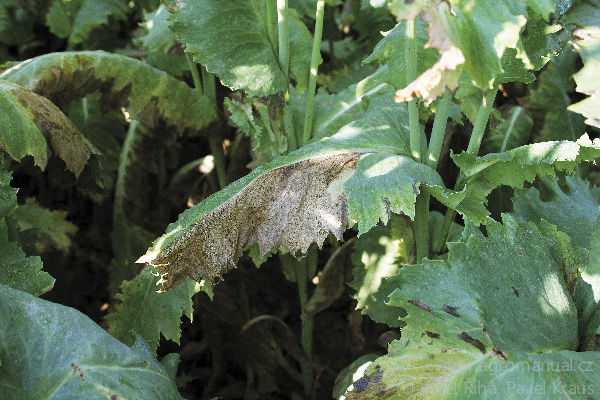Ohnisko pl&iacute;sně &scaron;ed&eacute; na listech maku (foto Karel Ř&iacute;ha, Pavel Kraus)