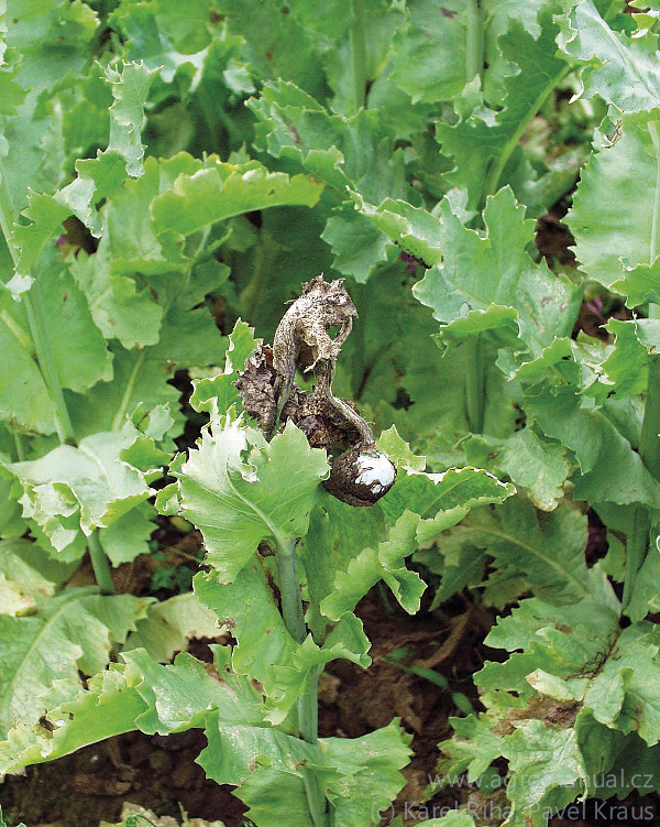 Pl&iacute;seň &scaron;ed&aacute; dok&aacute;že makovice &uacute;spě&scaron;ně zničit (foto Karel Ř&iacute;ha, Pavel Kraus)