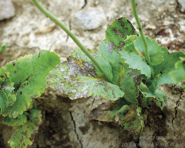 Při zanedb&aacute;ni včasn&eacute; fungicidn&iacute; p&eacute;če se při vhodn&eacute;m počas&iacute; patogen rozrůst&aacute; na listech velmi rychle (foto Karel Ř&iacute;ha, Pavel Kraus)