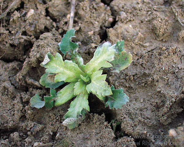 Prim&aacute;rn&iacute; infekce rostliny - takov&aacute;to rostlinka s&nbsp;nejvy&scaron;&scaron;&iacute; pravděpodobnosti odum&iacute;r&aacute;. Na ochranu je v&nbsp;tomto př&iacute;padě pozdě. (foto Karel Ř&iacute;ha, Pavel Kraus)