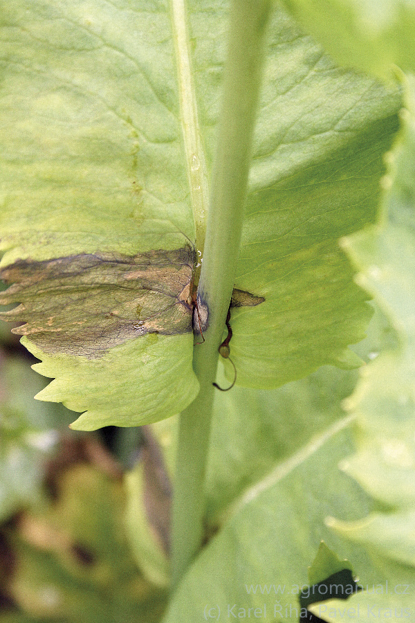 Prorůst&aacute;ni listov&eacute; infekce do stonku (foto Karel Ř&iacute;ha, Pavel Kraus)