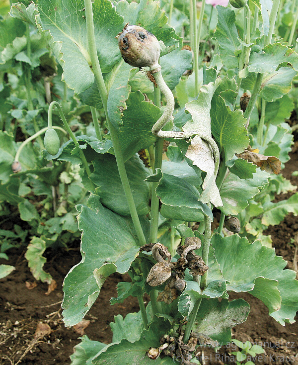 Rostlina napadena peronosporou - sekund&aacute;rn&iacute; infekce. Odum&iacute;raj&iacute; makovice, rostlina vždy vytvoř&iacute; dal&scaron;&iacute; odnož/makovici, kter&aacute; ale s&nbsp;nejvy&scaron;&scaron;&iacute; pravděpodobnosti tak&eacute; odumře. (foto Karel Ř&iacute;ha, Pavel Kraus)