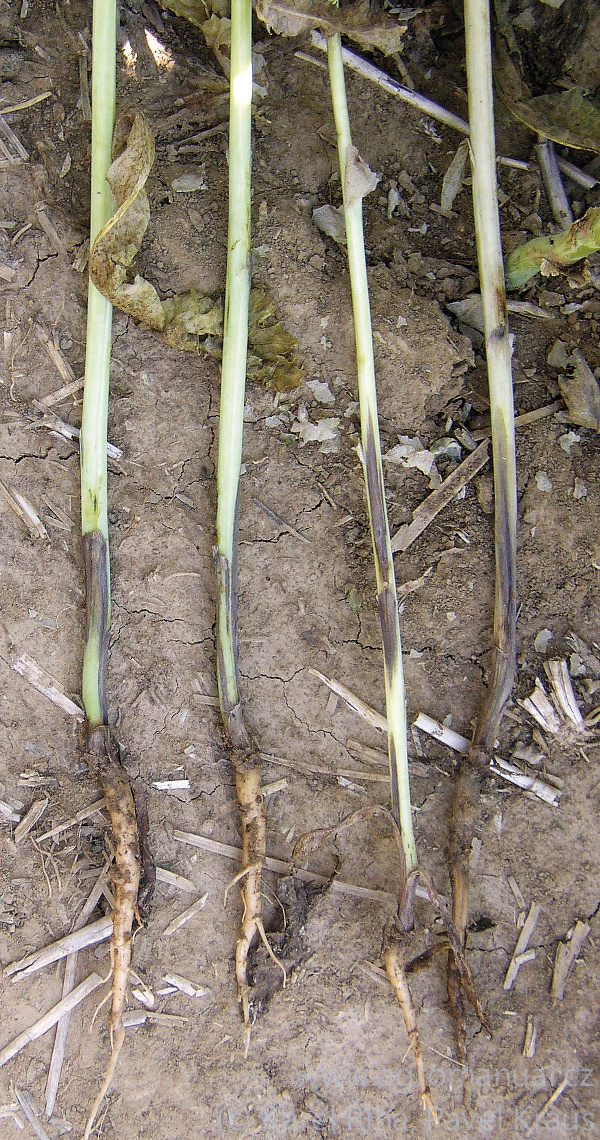 Siln&eacute; napadeni stonků helmintosporiovou hnilobou, vpravo nouzov&eacute; dozr&aacute;v&aacute;ni po přeru&scaron;eni v&scaron;ech vodiv&yacute;ch svazků stonku (foto Karel Ř&iacute;ha, Pavel Kraus)