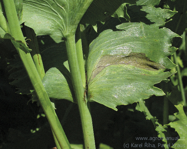 Infikov&aacute;n byl list na konci v&nbsp;m&iacute;stě gutace (foto Karel Ř&iacute;ha, Pavel Kraus)