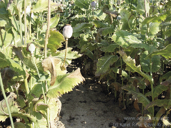 Tento př&iacute;znak se projevuje hlavně na okraj&iacute;ch porostu, kde doch&aacute;z&iacute; k&nbsp;nejvy&scaron;&scaron;&iacute;mu odparu vody. Nezaměňovat s&nbsp;helmintosporiovou hnilobou! (foto Karel Ř&iacute;ha, Pavel Kraus)