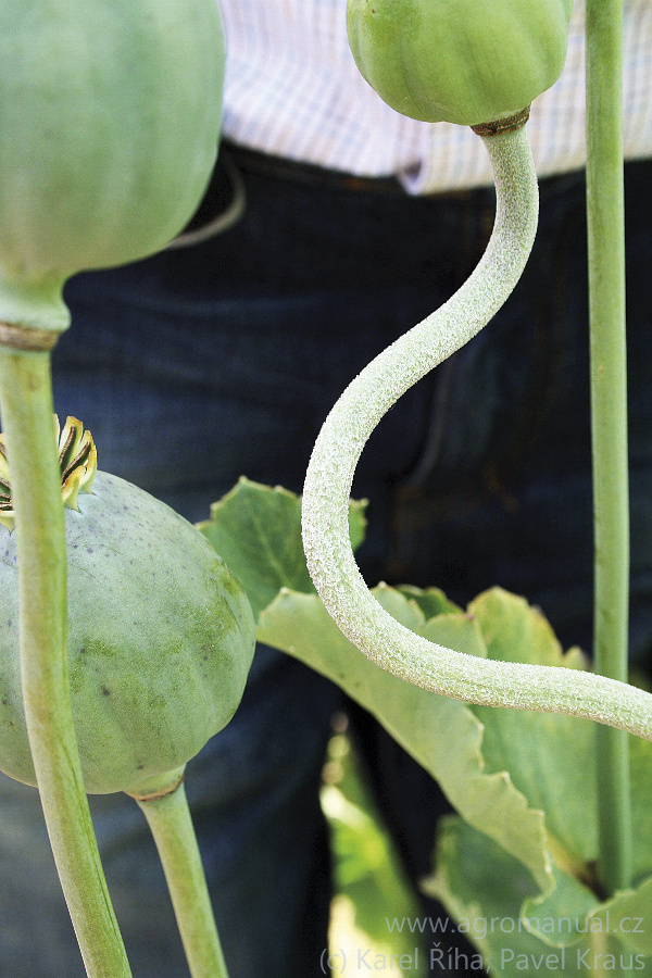 Typick&eacute; jemně ř&iacute;dk&eacute; mycelium pl&iacute;sně na stonku (foto Karel Ř&iacute;ha, Pavel Kraus)