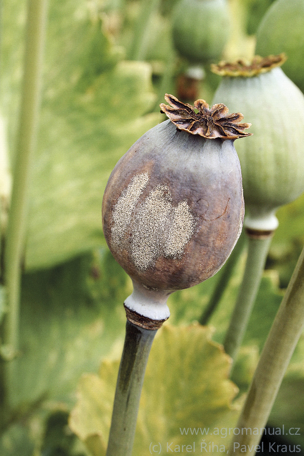 V bezpeč&iacute; před botrytidou nejsou ani dozr&aacute;vaj&iacute;c&iacute; makovice (foto Karel Ř&iacute;ha, Pavel Kraus)